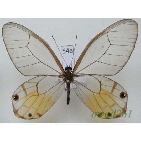 Haetera piera (Linnaeus, 1758) Peru 64mm54a
